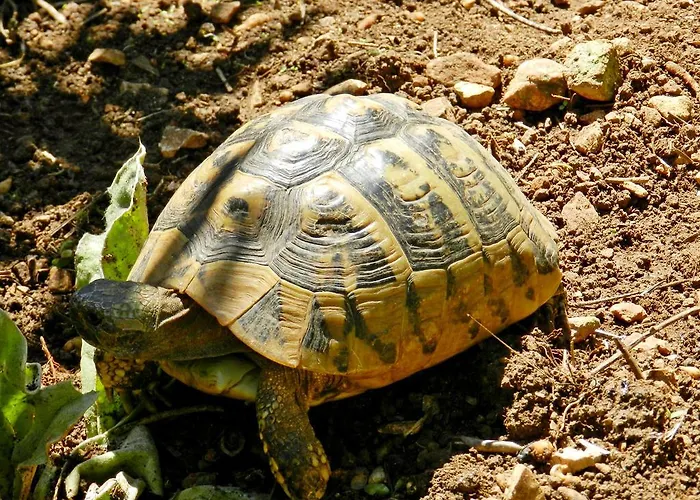 Branko Appartamento *